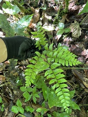 Adiantum latifolium