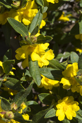 Hibbertia ovata