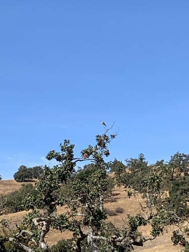 iNaturalist observation photo of American Kestrel