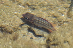 Neoniphon vexillarium