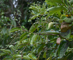 Cryptocarya hypospodia