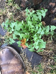 Taraxacum officinale