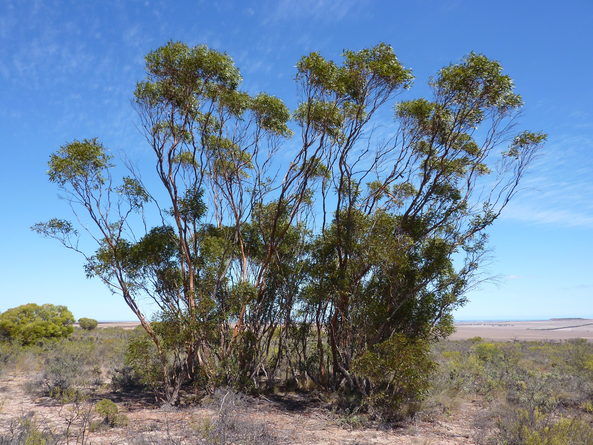 Eucalyptus flocktoniae