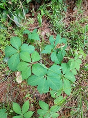 Parthenocissus quinquefolia
