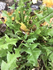 Taraxacum officinale