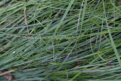 Triglochin palustris