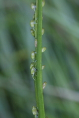 Triglochin palustris