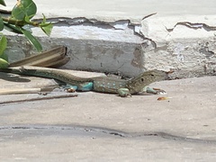 Cnemidophorus arubensis