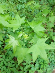 Liquidambar styraciflua