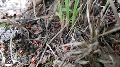 Coleomegilla maculata