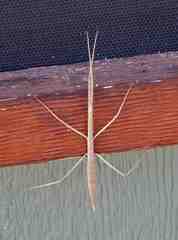 Pseudosermyle strigata