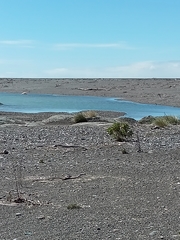 Charadrius bicinctus