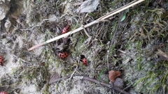 Coleomegilla maculata