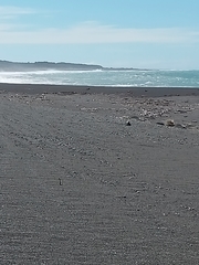 Charadrius bicinctus