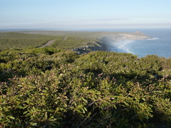 Eucalyptus diversifolia diversifolia