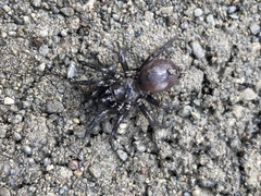 Antrodiaetidae