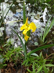 Iris pseudacorus