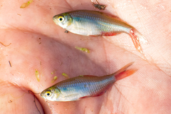 Aphyocharax rathbuni