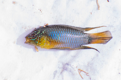 Apistogramma borellii