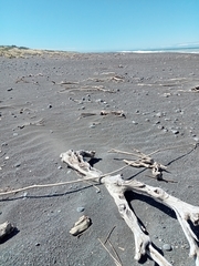 Charadrius bicinctus