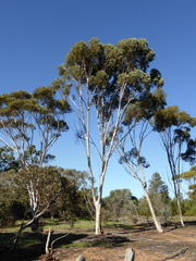 Eucalyptus falcata