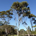 Eucalyptus falcata - Photo (c) Dean Nicolle, μερικά δικαιώματα διατηρούνται (CC BY-NC), uploaded by Dean Nicolle