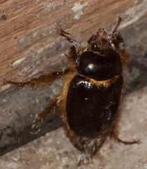 Pleocoma fimbriata