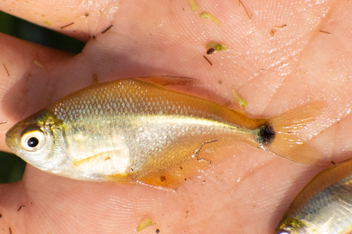 Kennedy's tetra (Psellogrammus kennedyi) — Characidae — 5