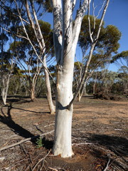 Eucalyptus falcata