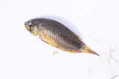 Apistogramma borellii
