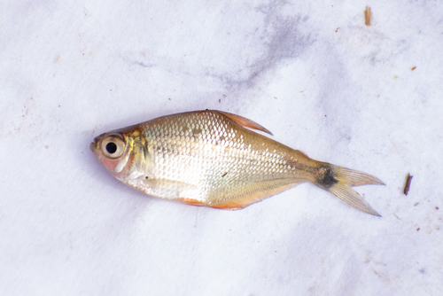 Kennedy's tetra (Psellogrammus kennedyi) — Characidae — 3