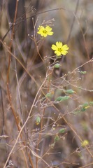 Lagophylla glandulosa