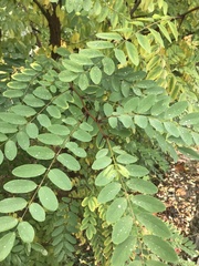Robinia pseudoacacia