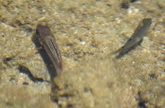 Neoniphon vexillarium