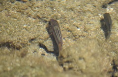 Neoniphon vexillarium