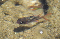Neoniphon vexillarium