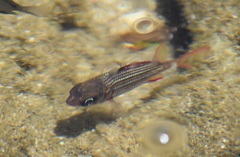 Neoniphon vexillarium
