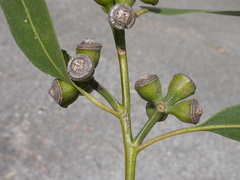 Eucalyptus globulus maidenii