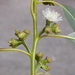 Eucalyptus maidenii - Photo (c) Dean Nicolle, algunos derechos reservados (CC BY-NC), subido por Dean Nicolle