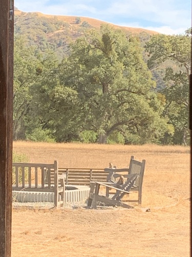 iNaturalist observation photo of California Ground Squirrel
