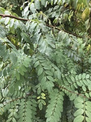 Robinia pseudoacacia