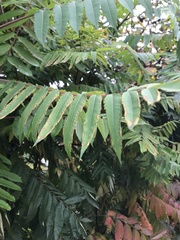 Rhus typhina