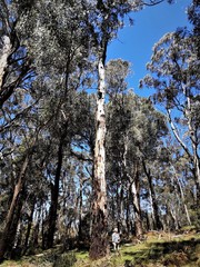 Eucalyptus dalrympleana