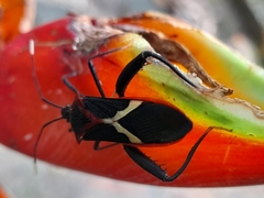 Leptoscelis tricolor