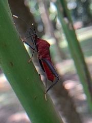 Leptoscelis tricolor