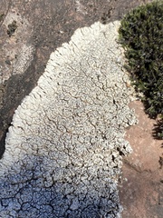 Lobothallia alphoplaca