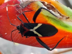 Leptoscelis tricolor