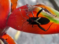 Leptoscelis tricolor