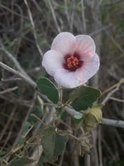Pavonia cymbalaria