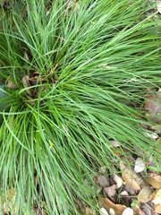 Carex planostachys